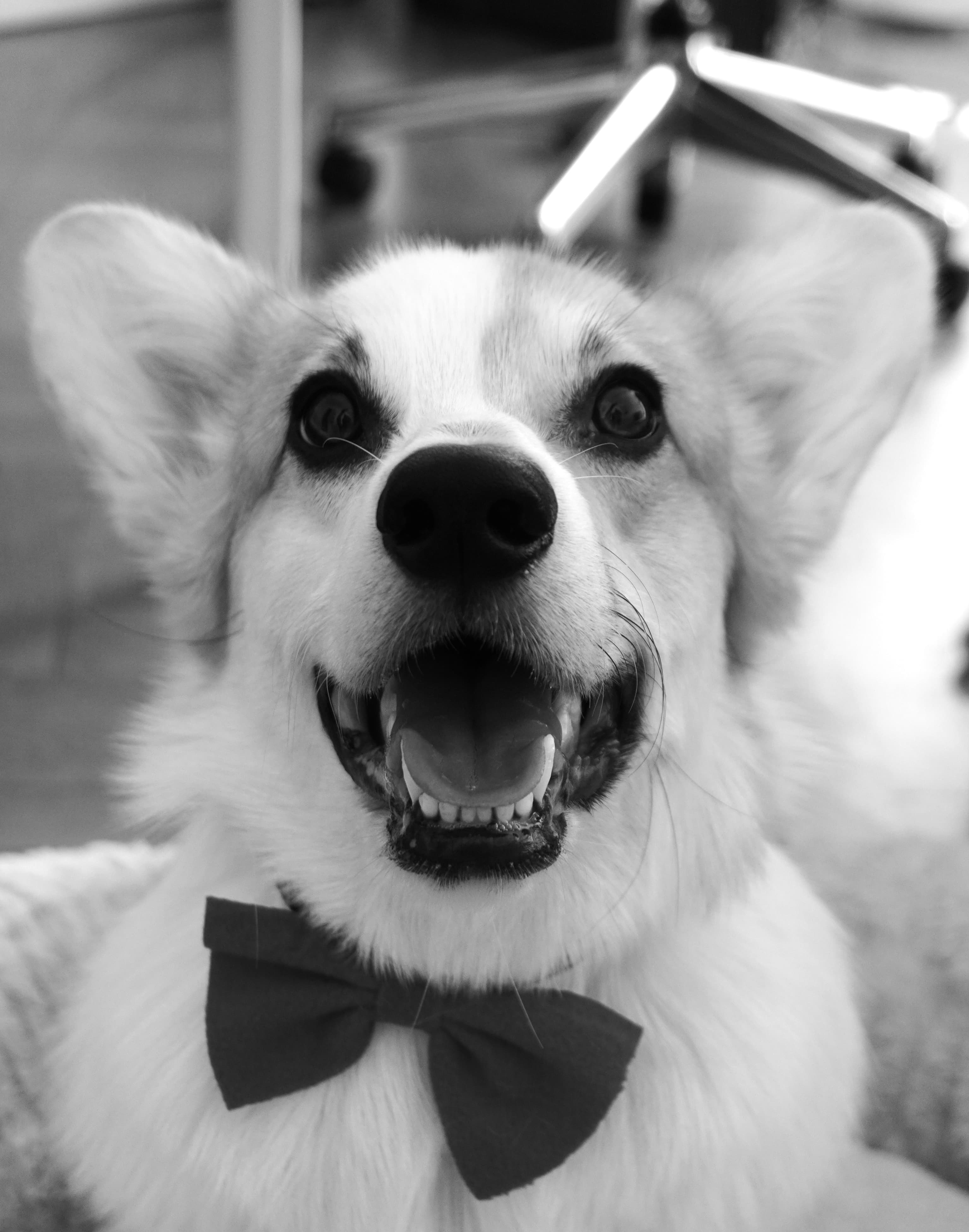 Bob — Chief of Happiness